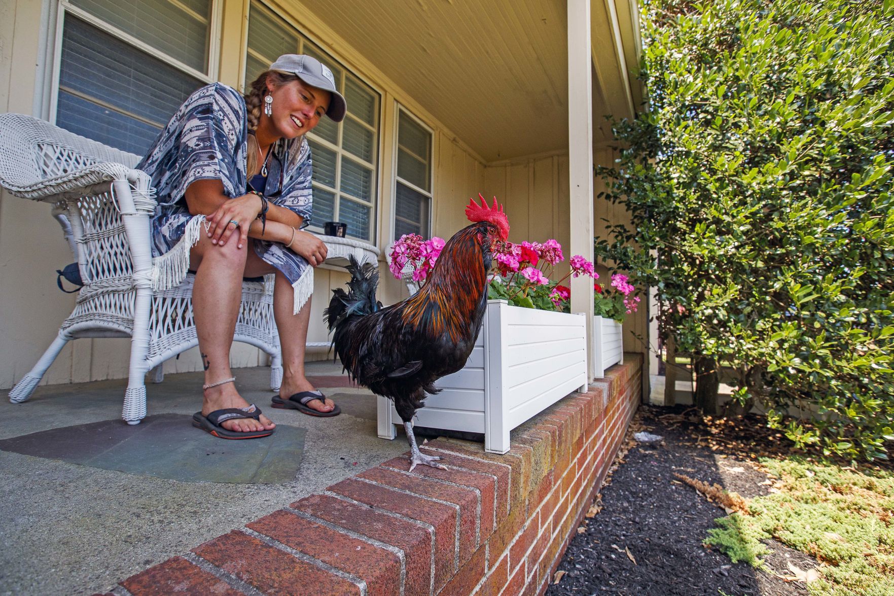 Bluff, an adventurous Rooster